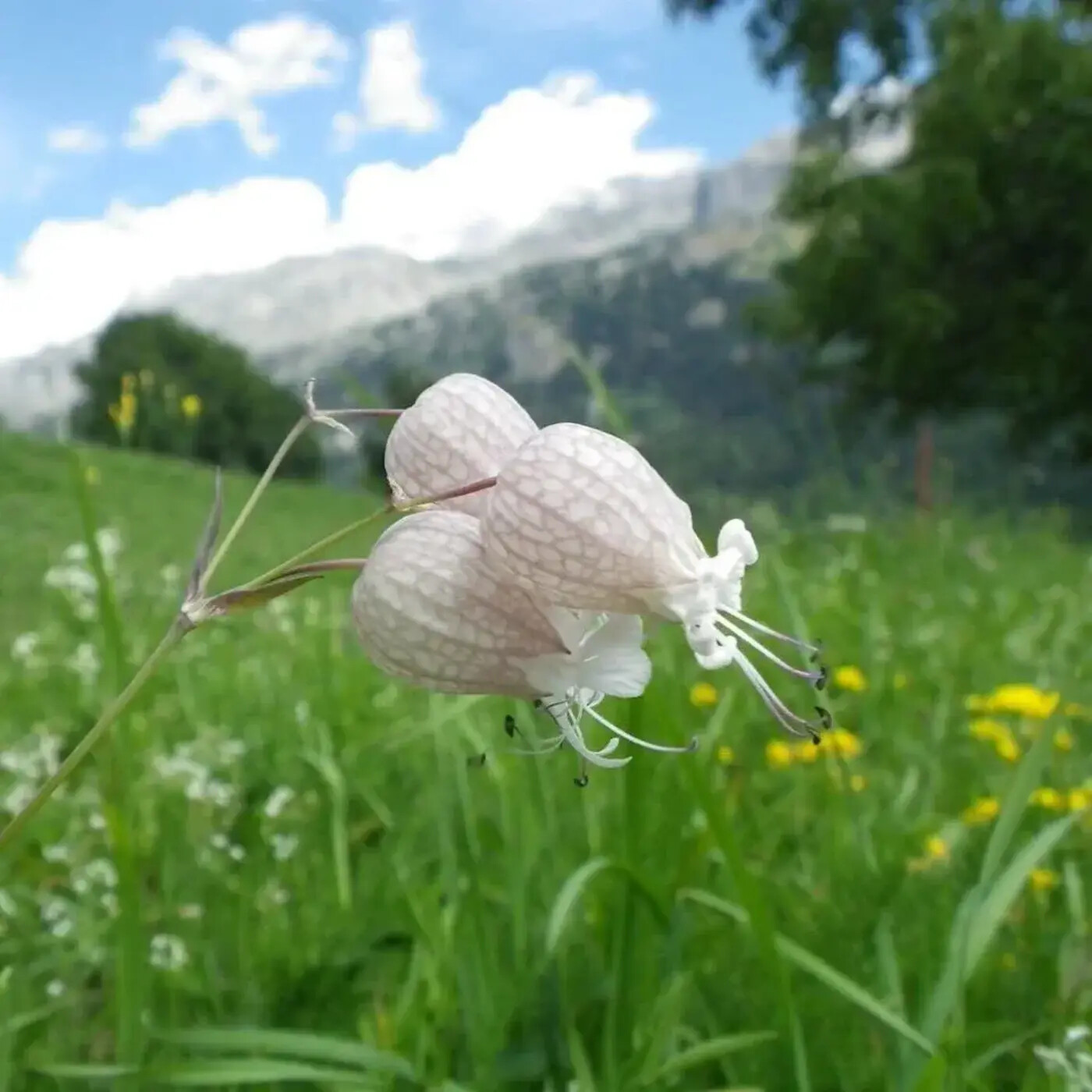 In Defense of Plants Podcast