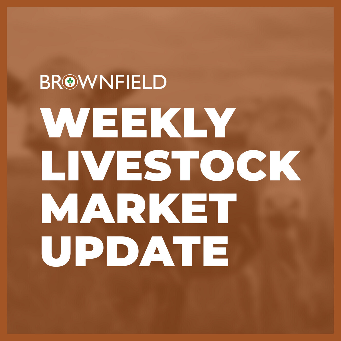 Live cattle slide again this week | Weekly Livestock Market Update episode artwork