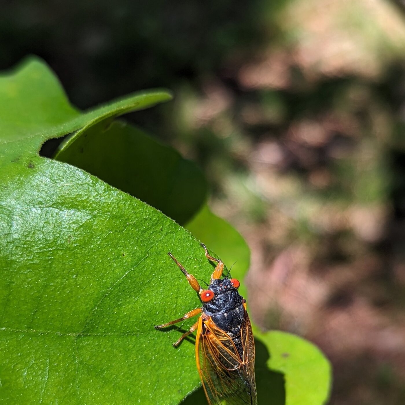 In Defense of Plants Podcast