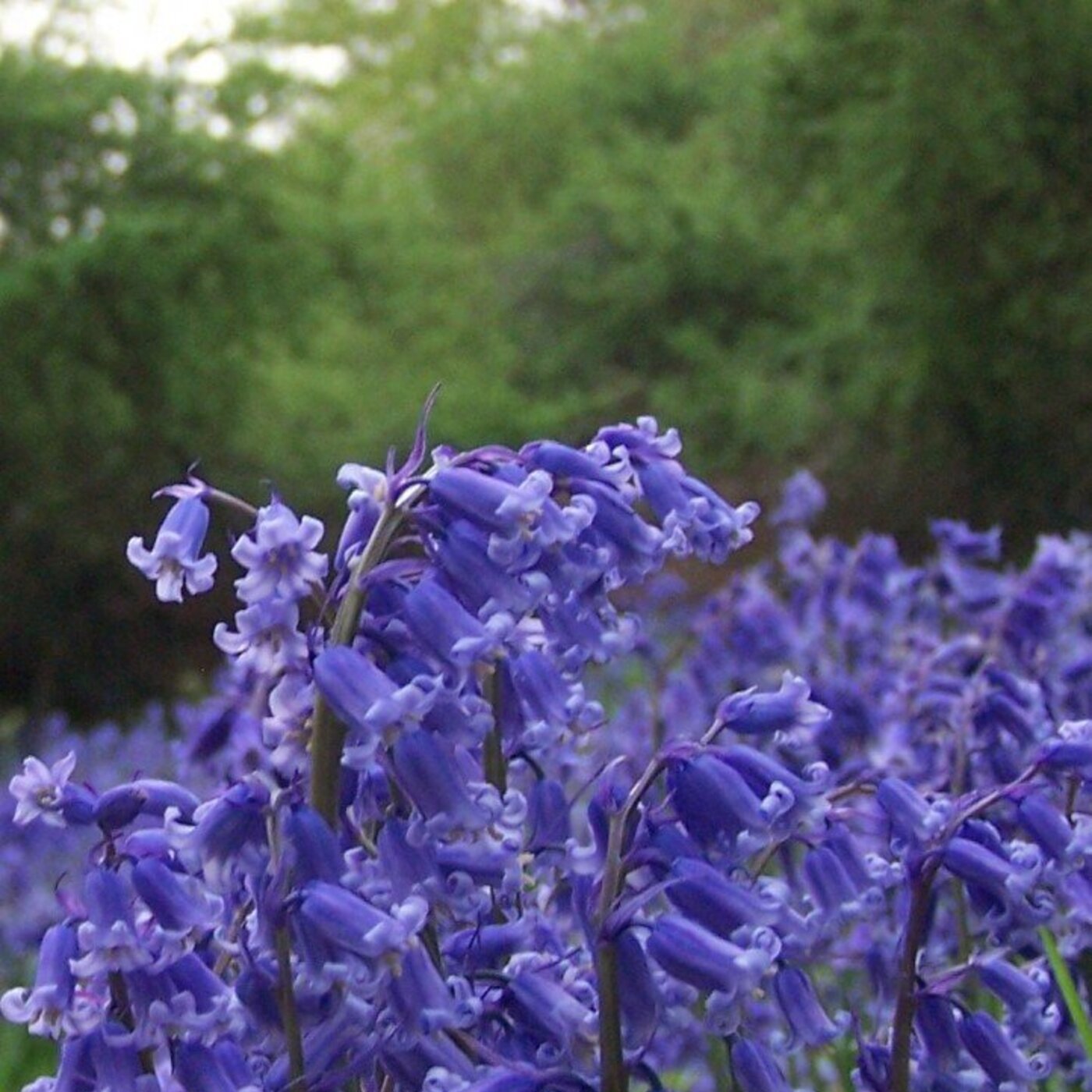 In Defense of Plants Podcast