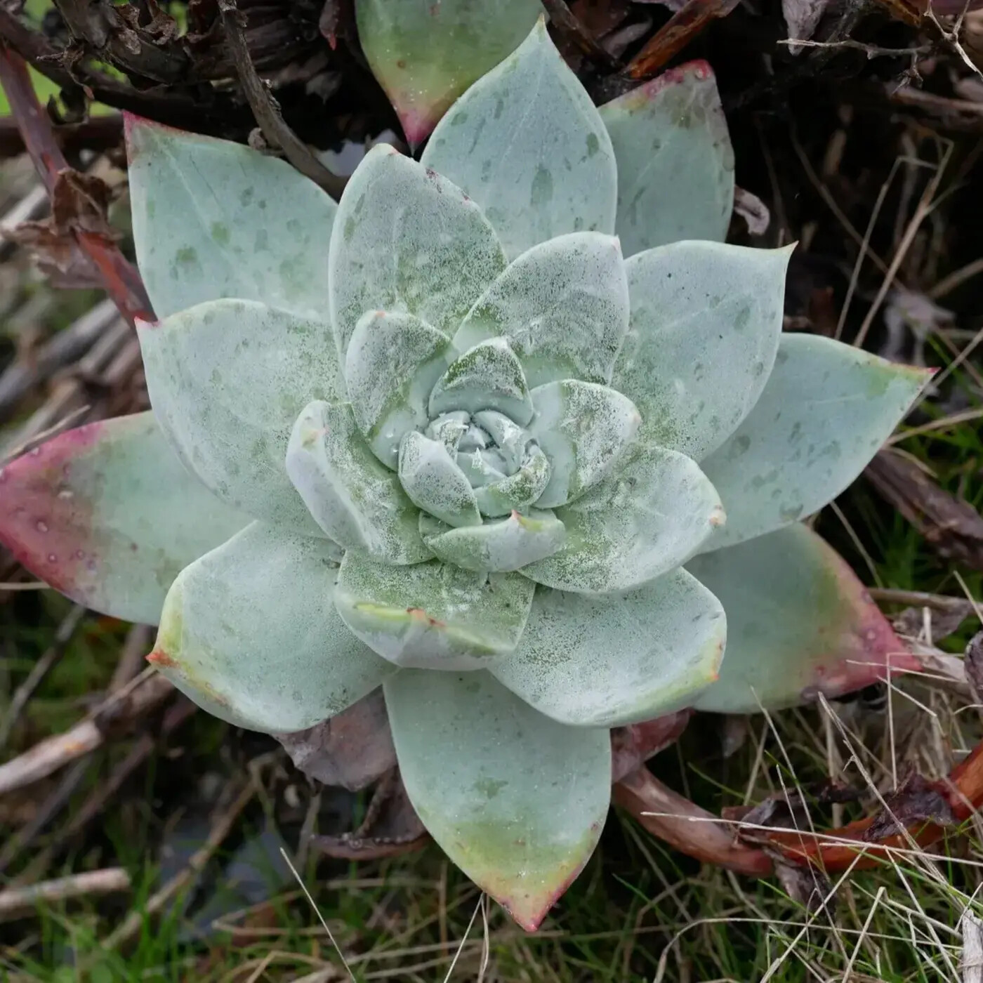 In Defense of Plants Podcast