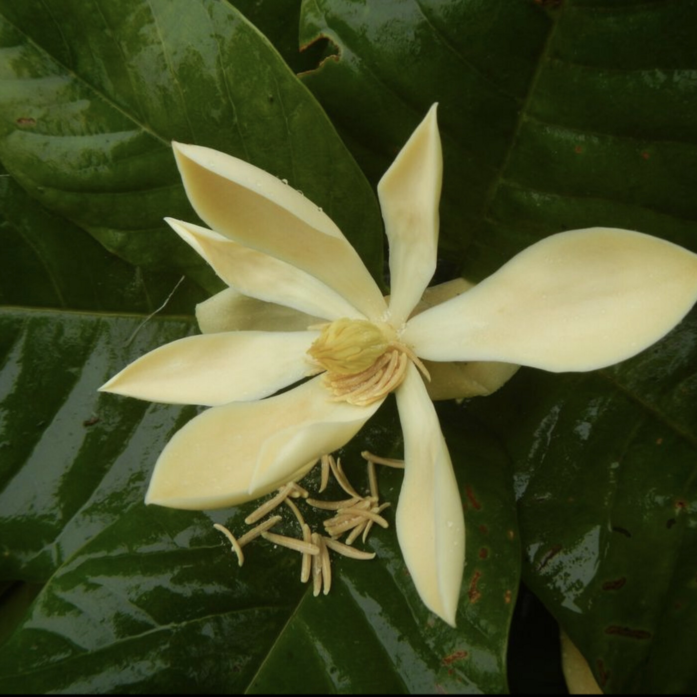 In Defense of Plants Podcast