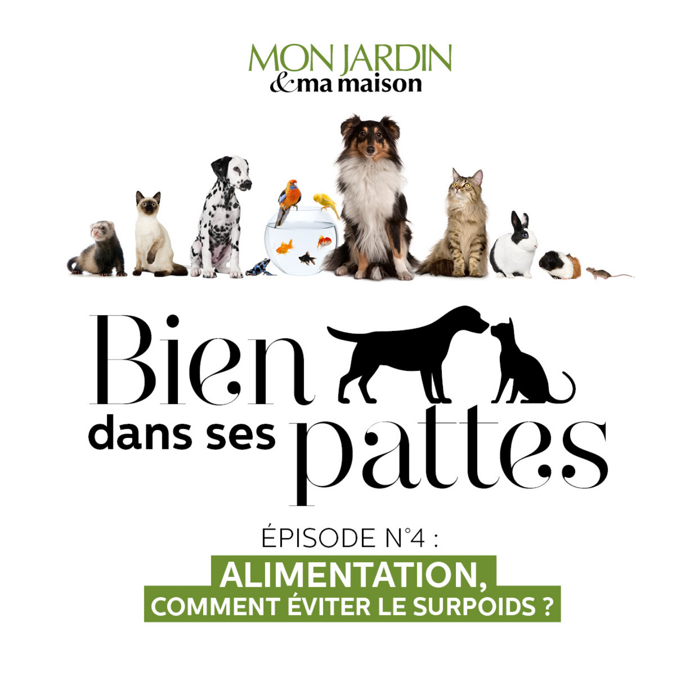 Bien dans ses pattes