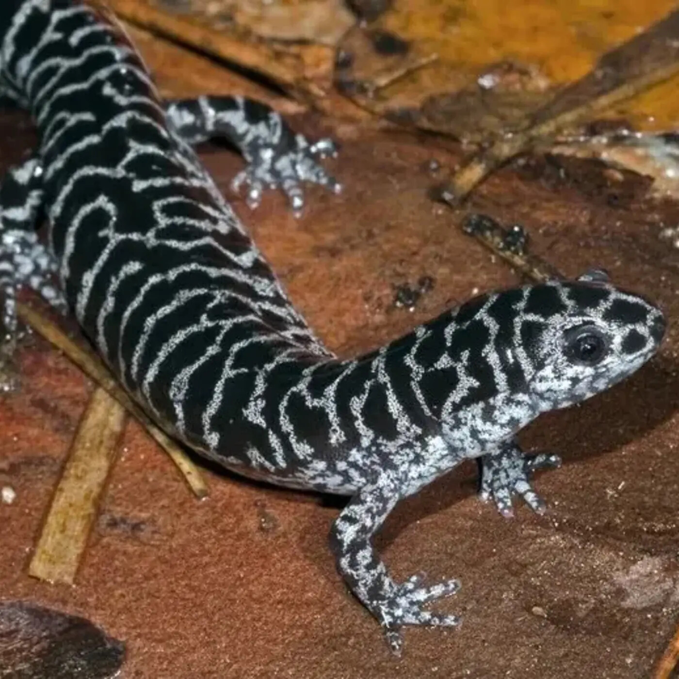 In Defense of Plants Podcast