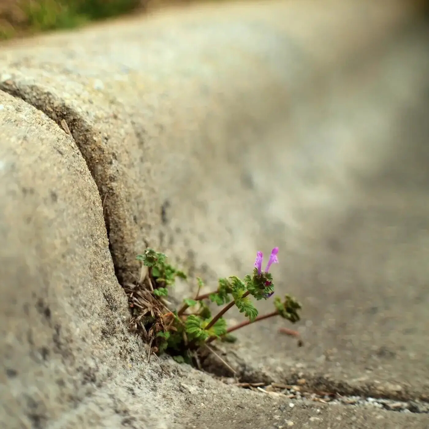 In Defense of Plants Podcast