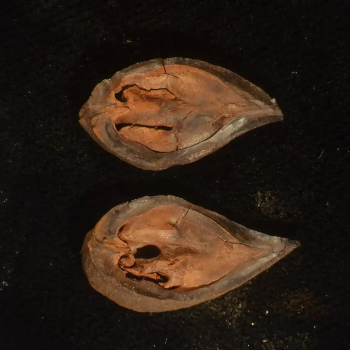 In Defense of Plants Podcast