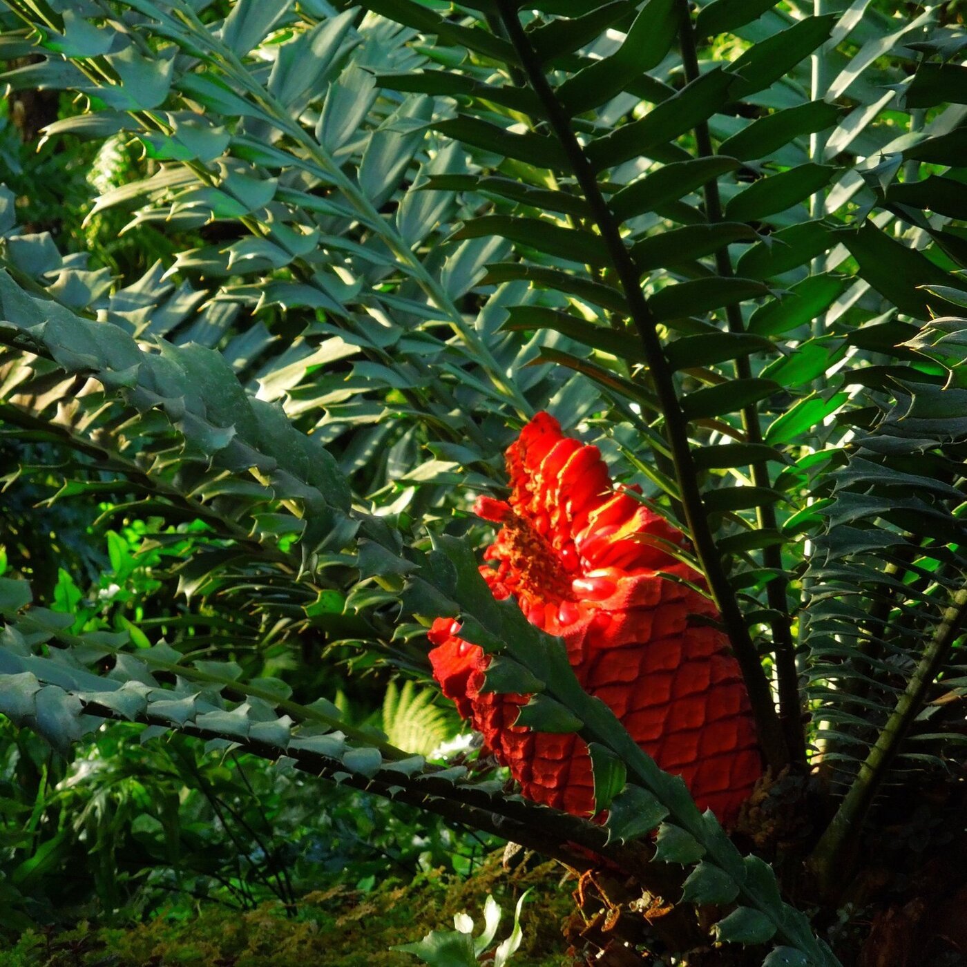 Ep. 399 - Remembering a Cycad Defender