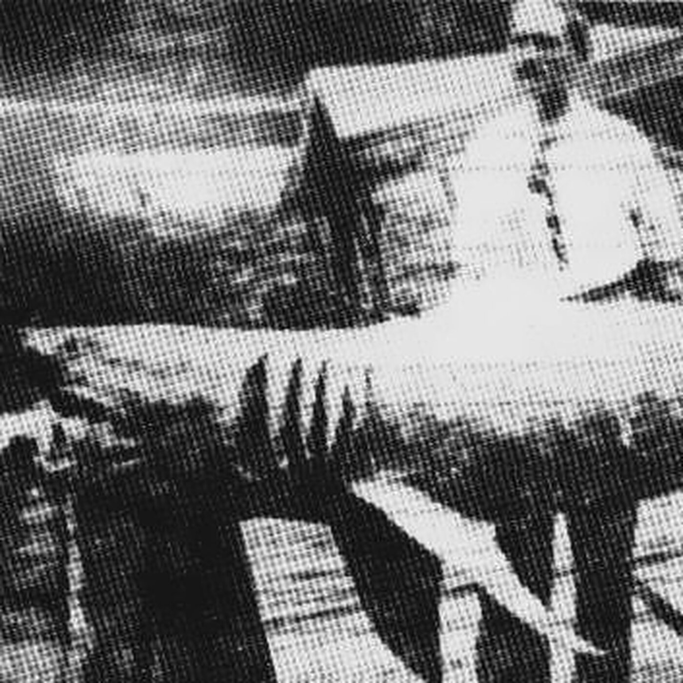 The New Jersey Shark Attacks (Live in Los Angeles)