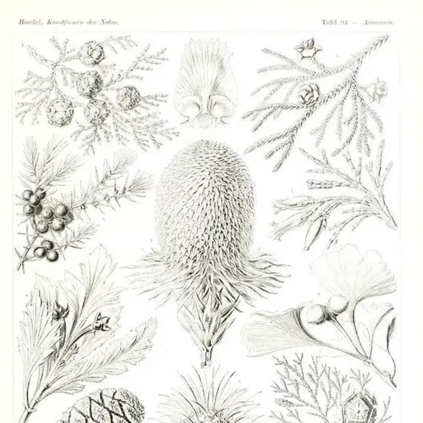 In Defense of Plants Podcast