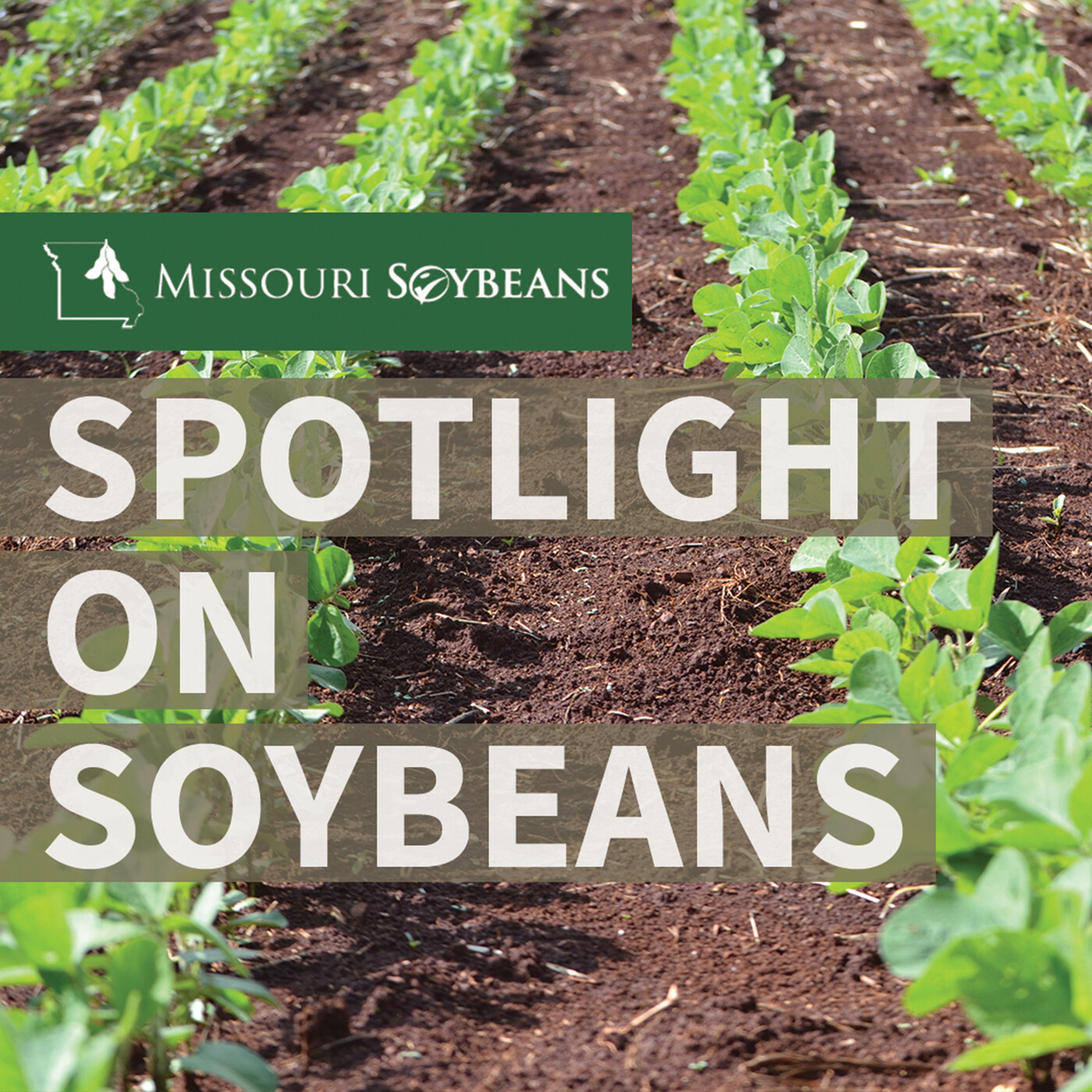 MO Soybeans Tour Highlights Pollinator Habitat Benefits episode artwork