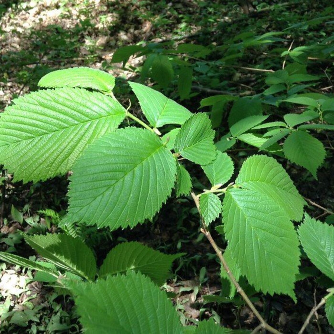 Ep. 348 - Reversing the Nightmare on Elm Streets