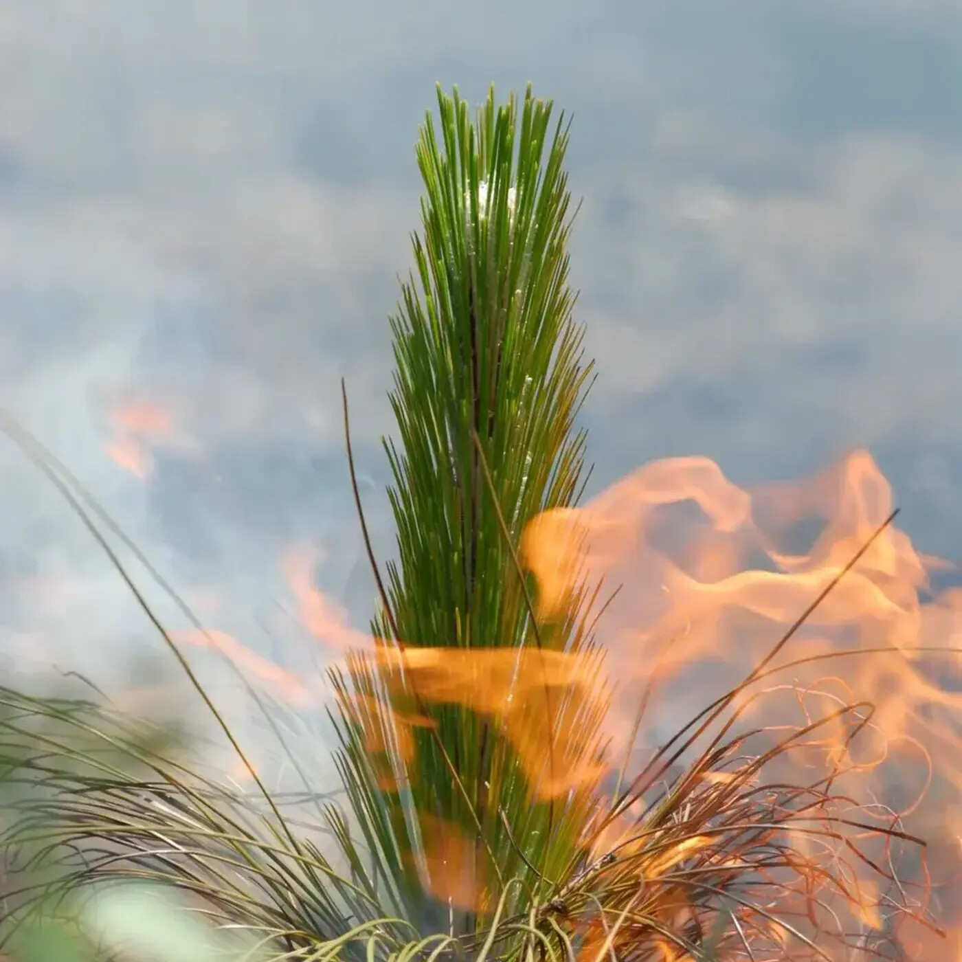 In Defense of Plants Podcast