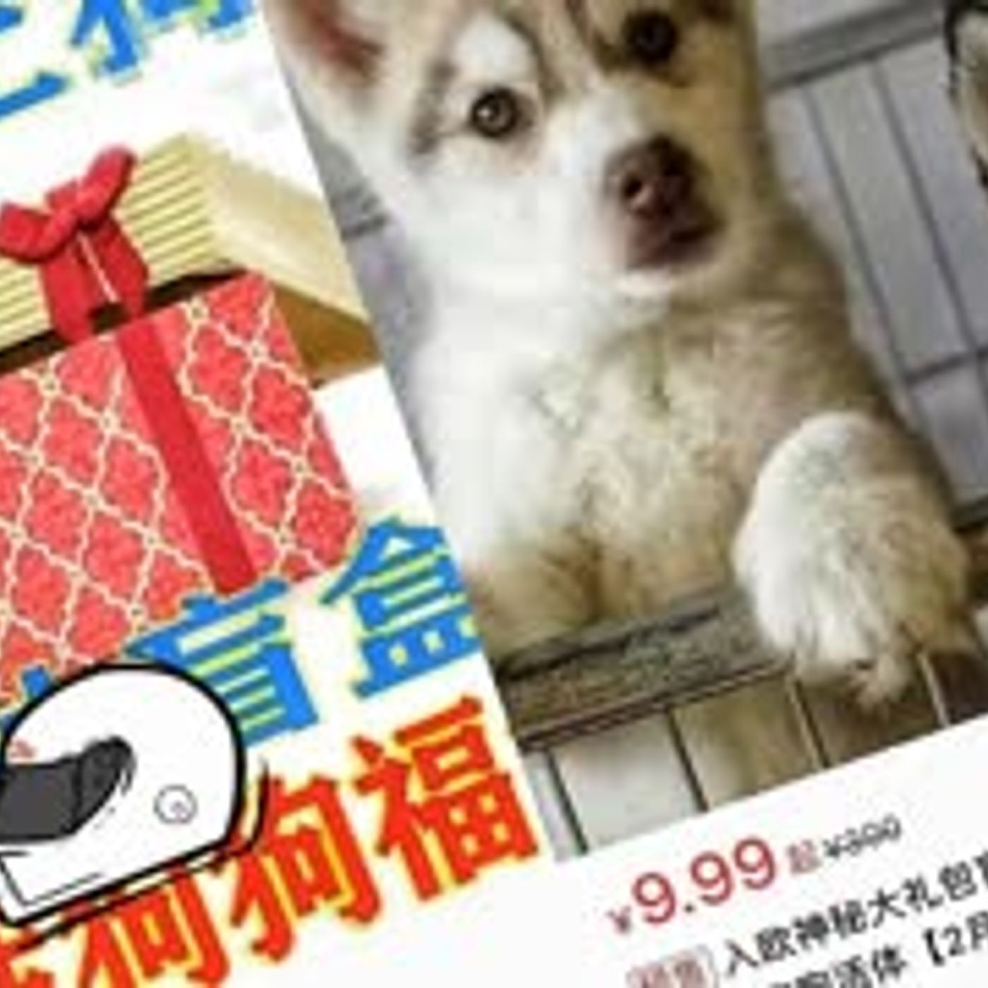 Pay $2 Get a Random Dog in a Box in China - Most Die - Episode #60 - podcast episode cover