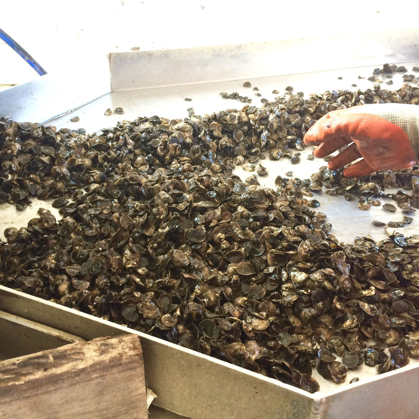 Episode 243: Consider the Oyster