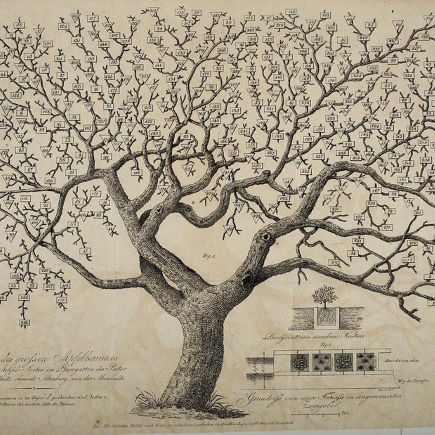 Ep. 357 - Plant Architecture Revisited