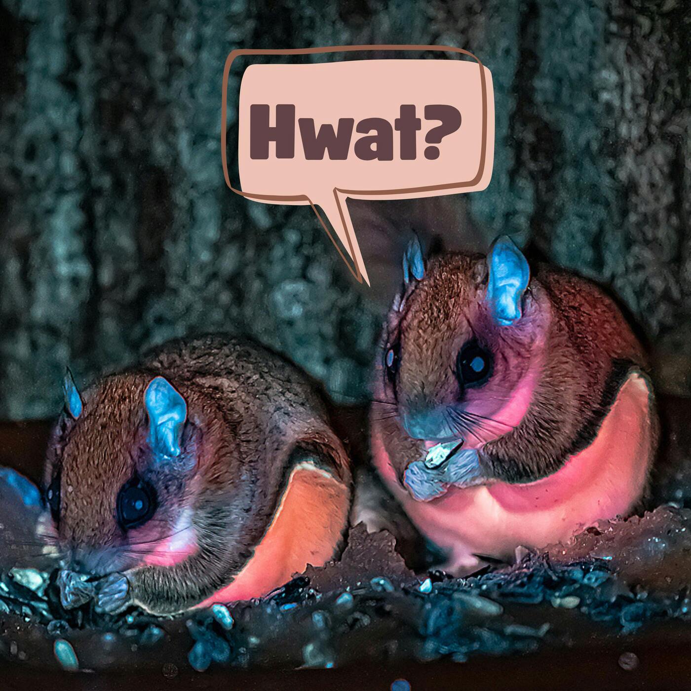 27: My Whole Life is Wait Now What About Frogs