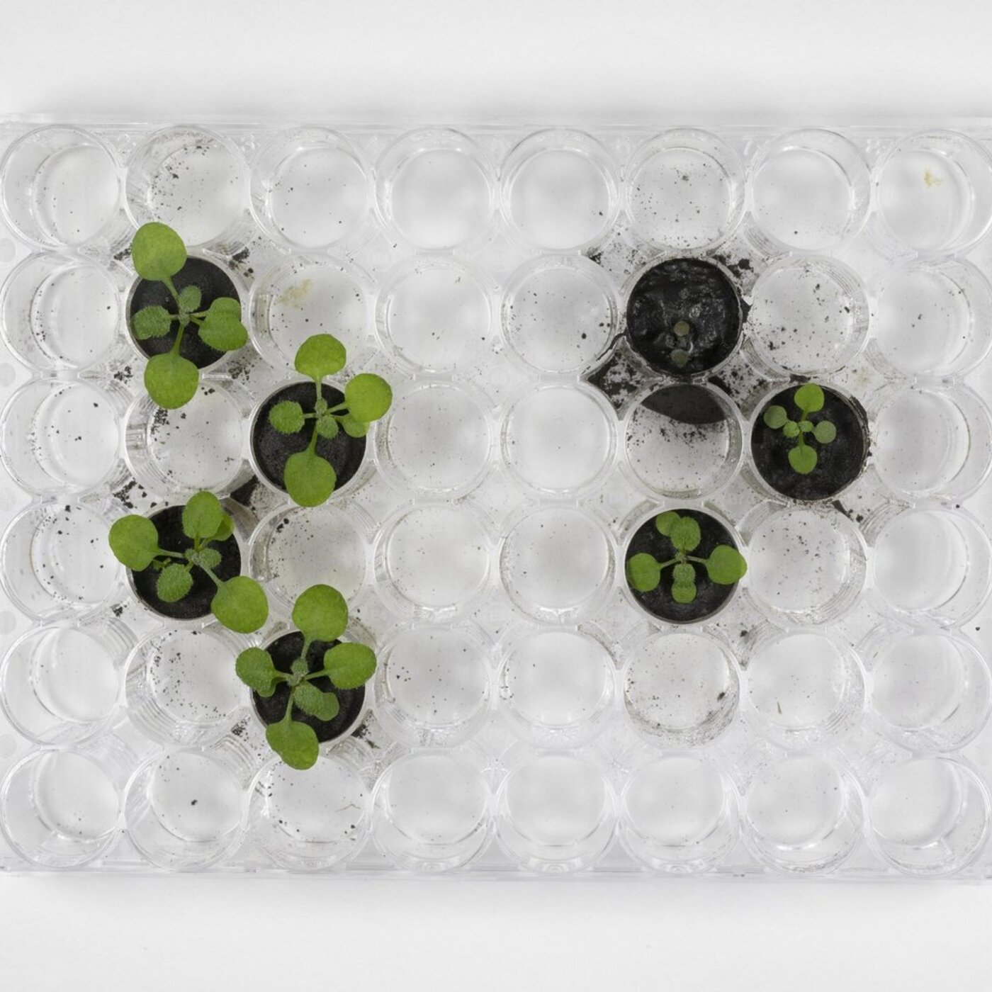 Ep. 380 - Learning to Grow Plants on the Moon