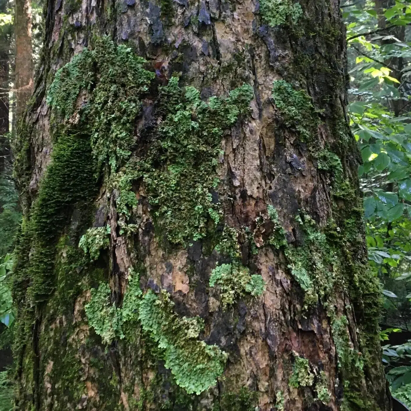 In Defense of Plants Podcast