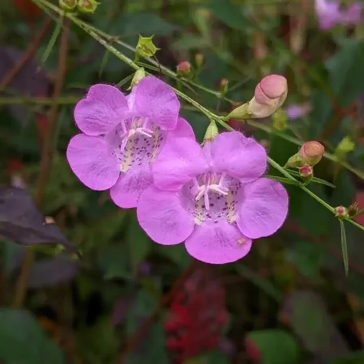 Ep. 336 - Parasitic Plants & their Hosts