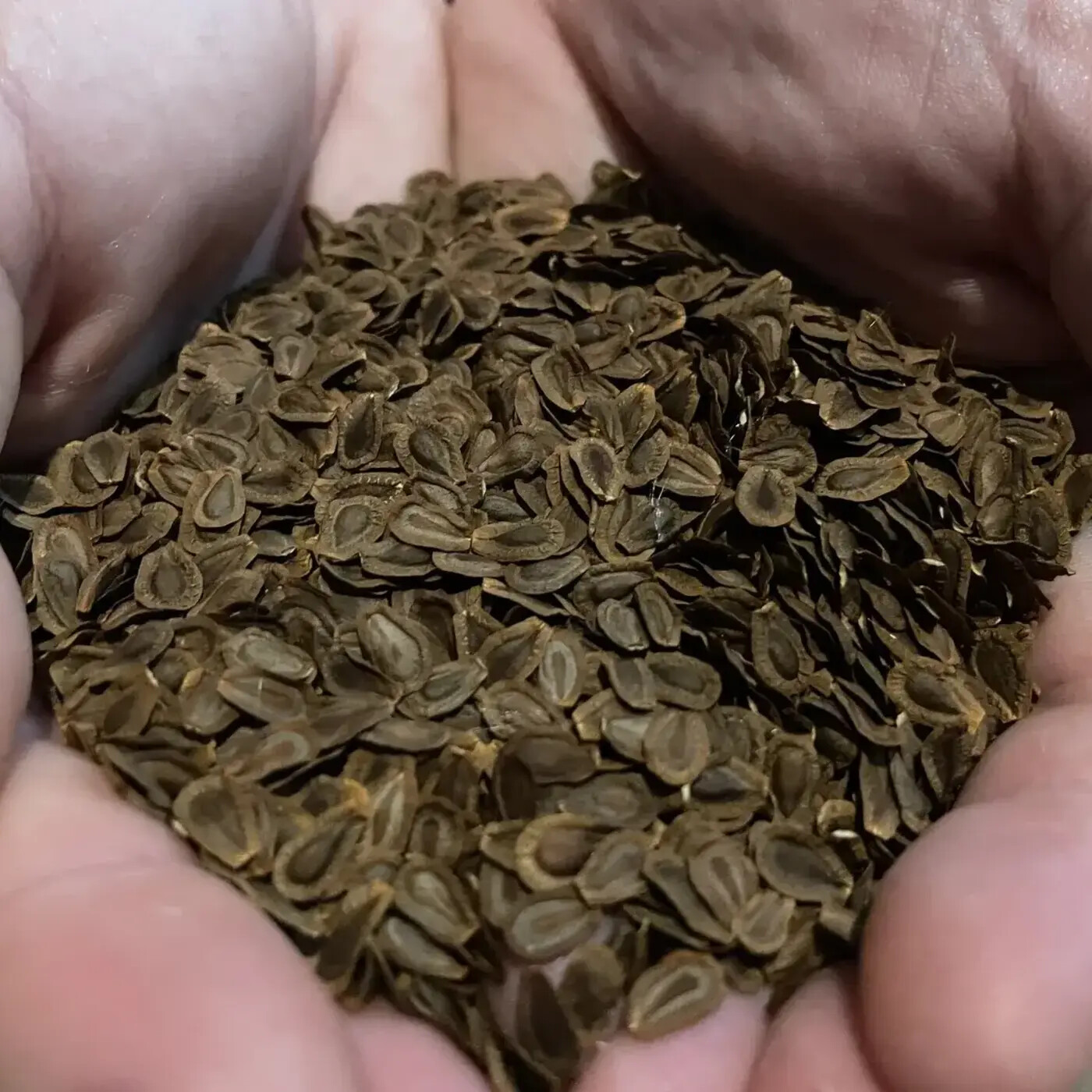 In Defense of Plants Podcast