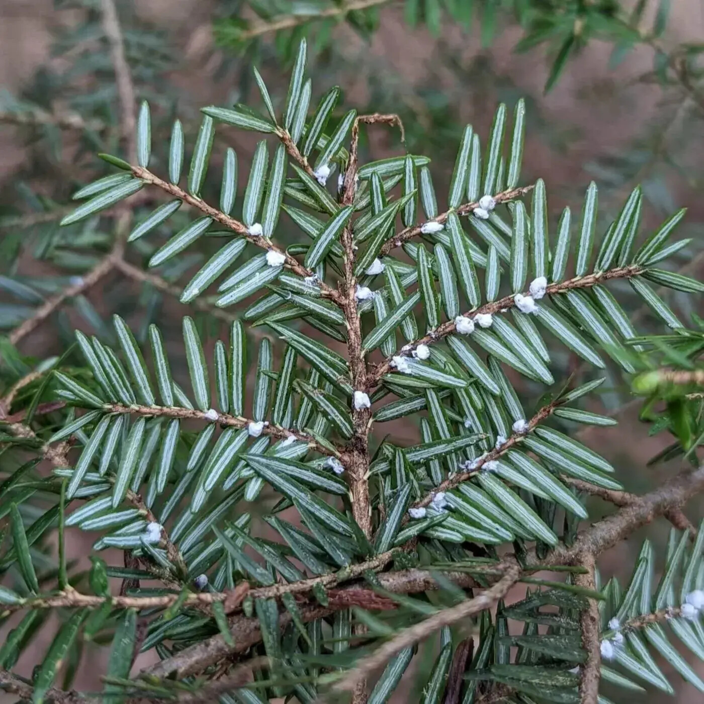 Ep. 418 - Resisting the Hemlock Woolly Adelgid