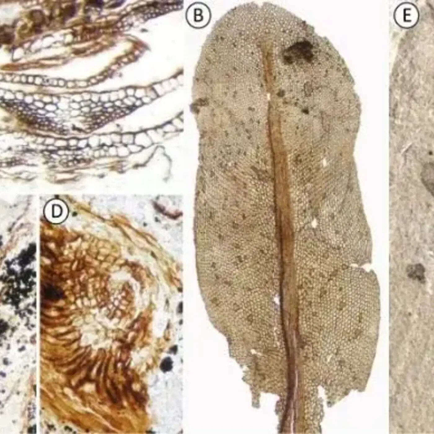 In Defense of Plants Podcast