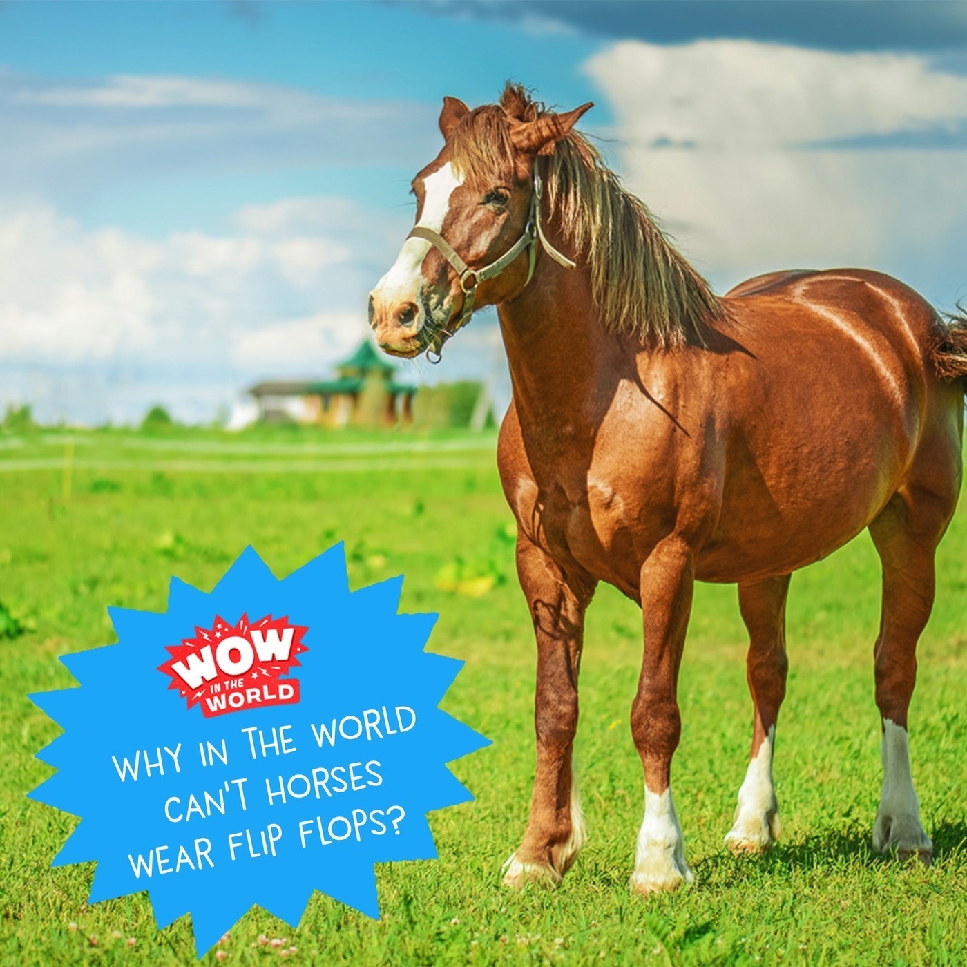 Why Horses Can't Wear Flip Flops