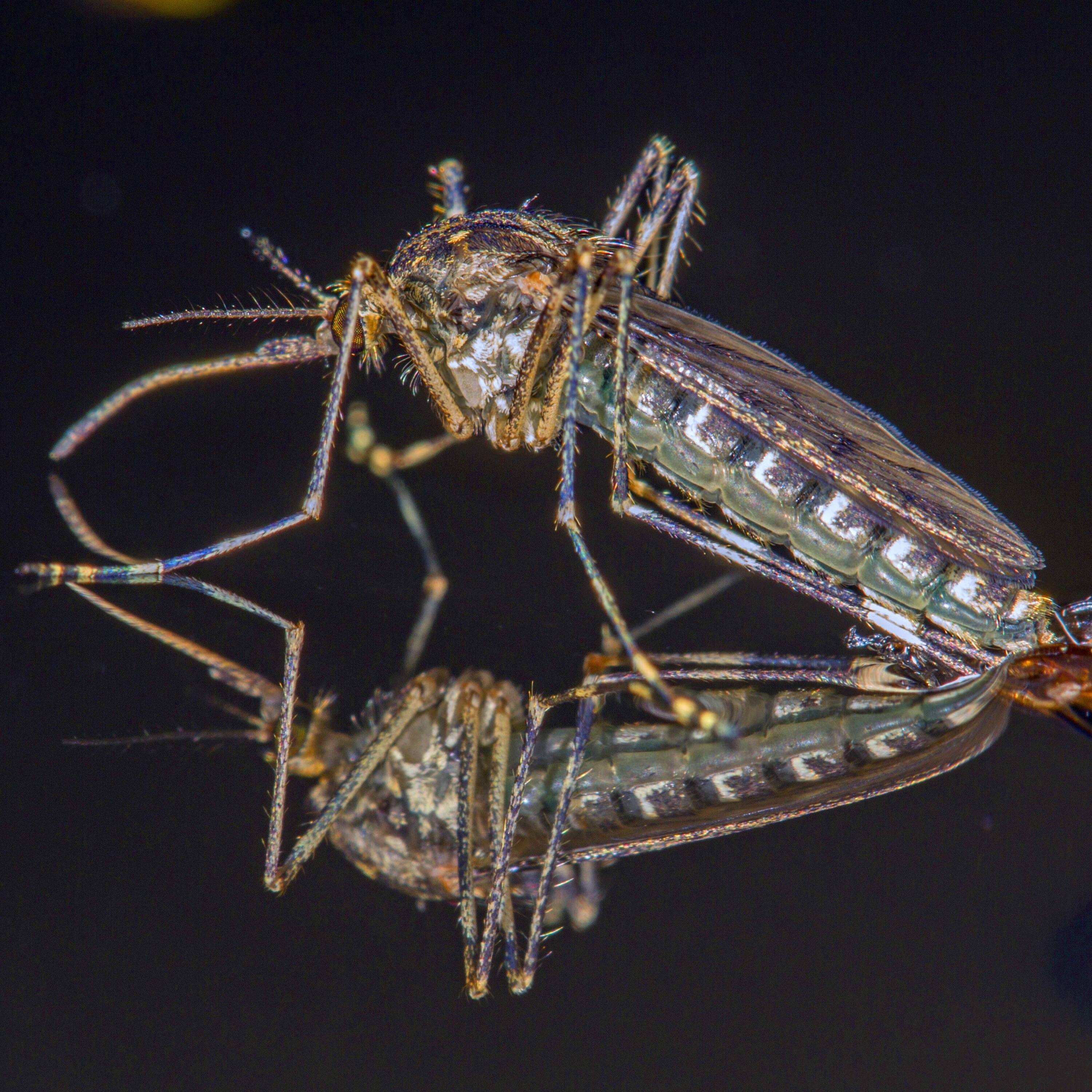 Historischer Fund: Plötzlich gibt es sogar in Island Mücken