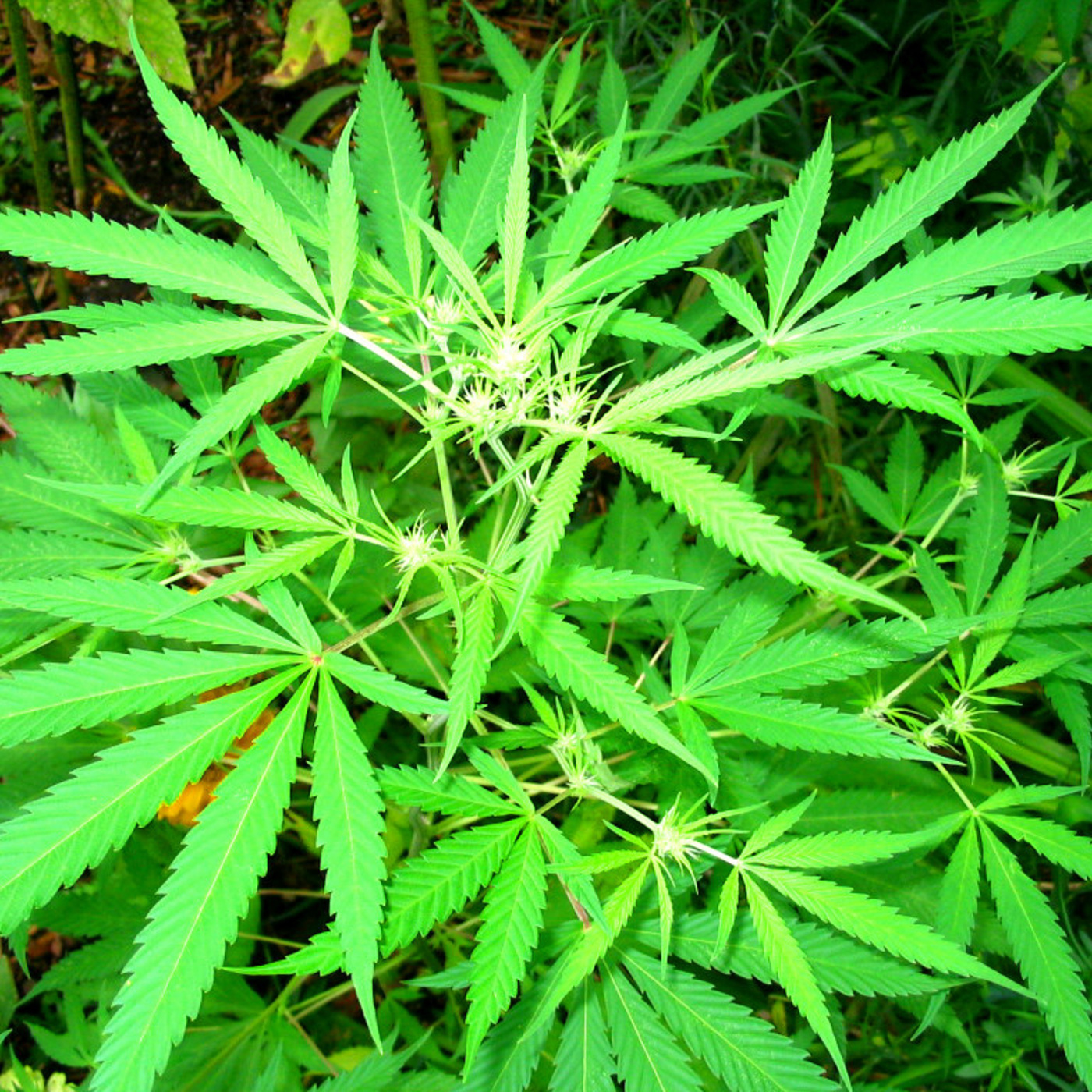 Episode 104: Hemp on the Horizon