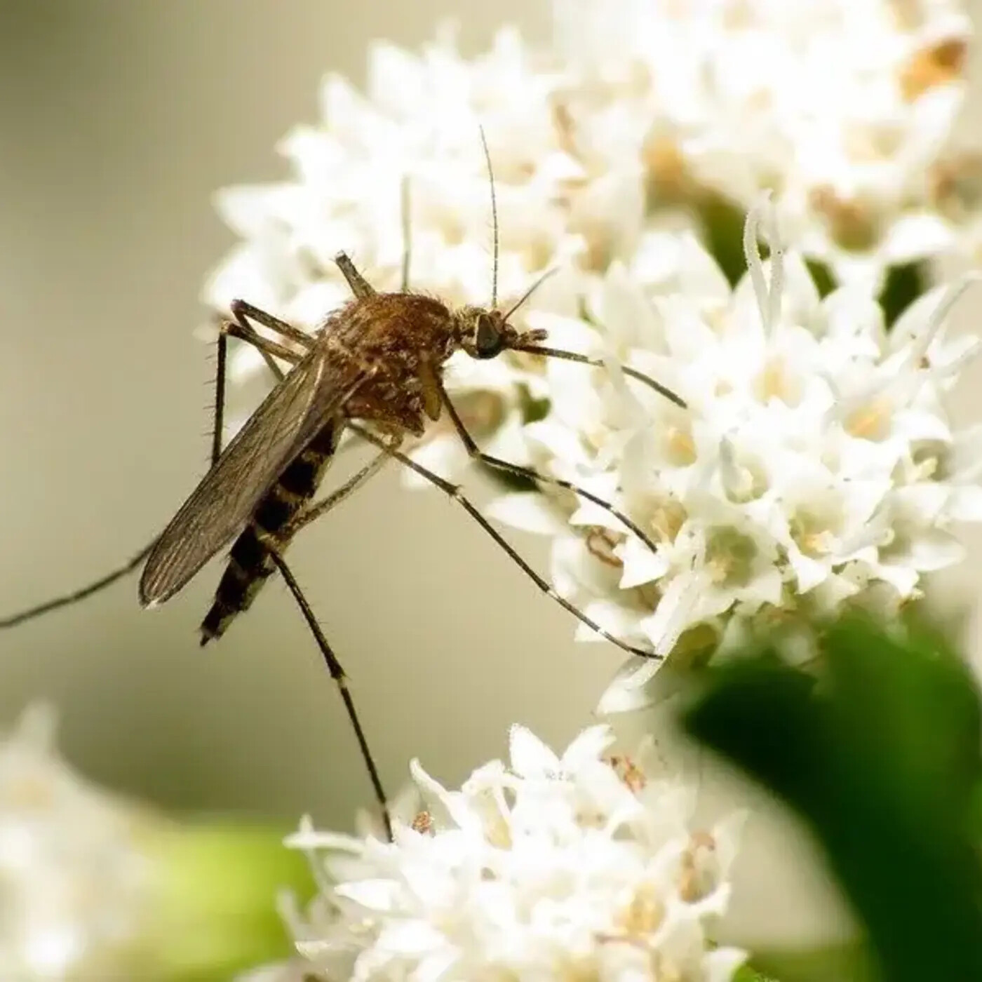 In Defense of Plants Podcast