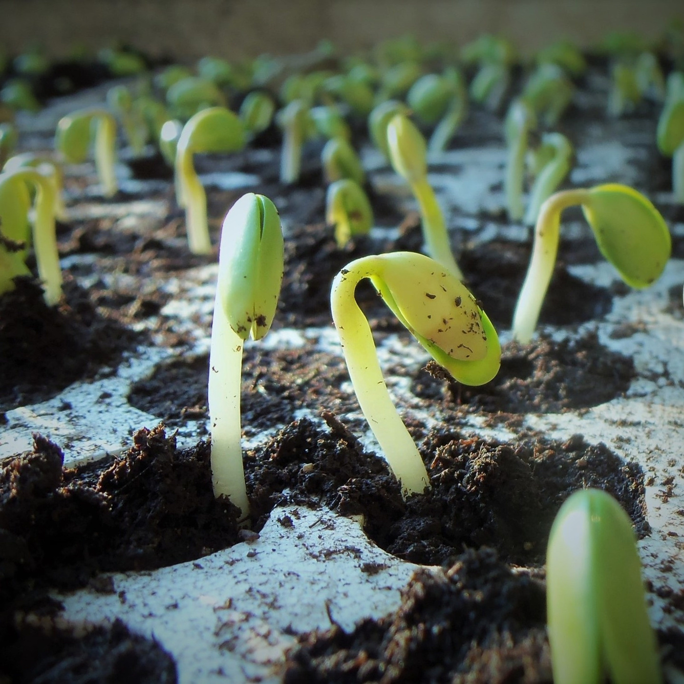 Episode 243: Cultivating the Next Generation: An Evaluation of the Beginning Farmer & Rancher Development Program