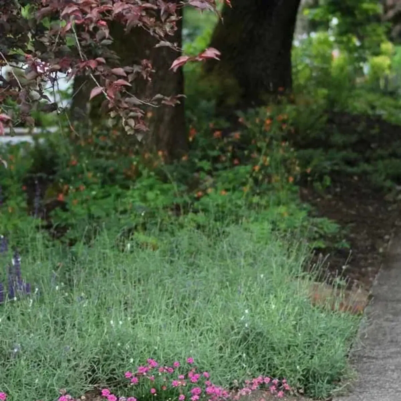 In Defense of Plants Podcast