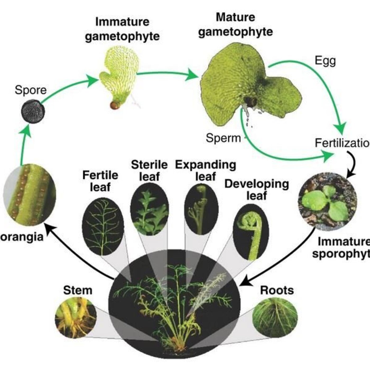 In Defense of Plants Podcast