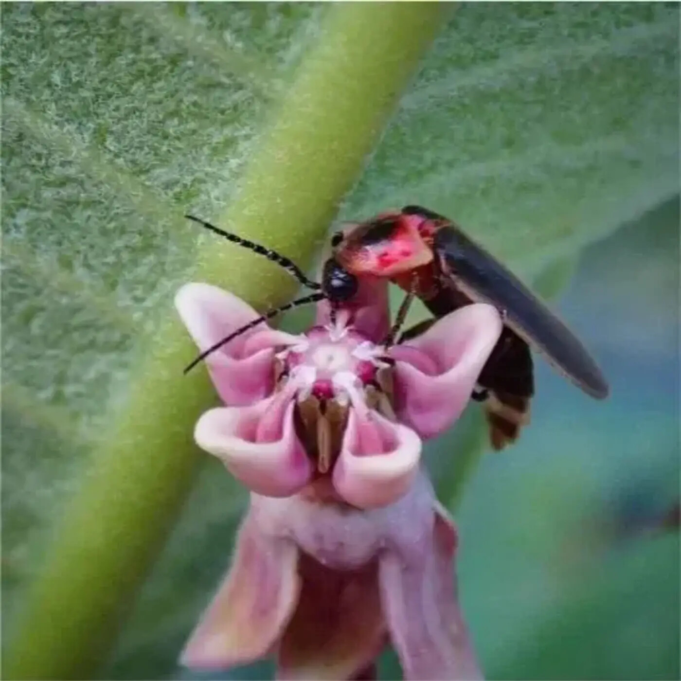 In Defense of Plants Podcast