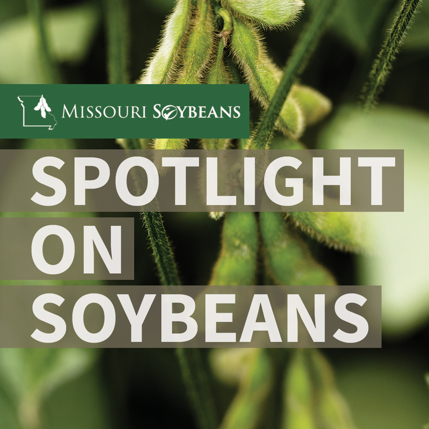 Missouri Soybean to Host Cover Crop Field Day episode artwork