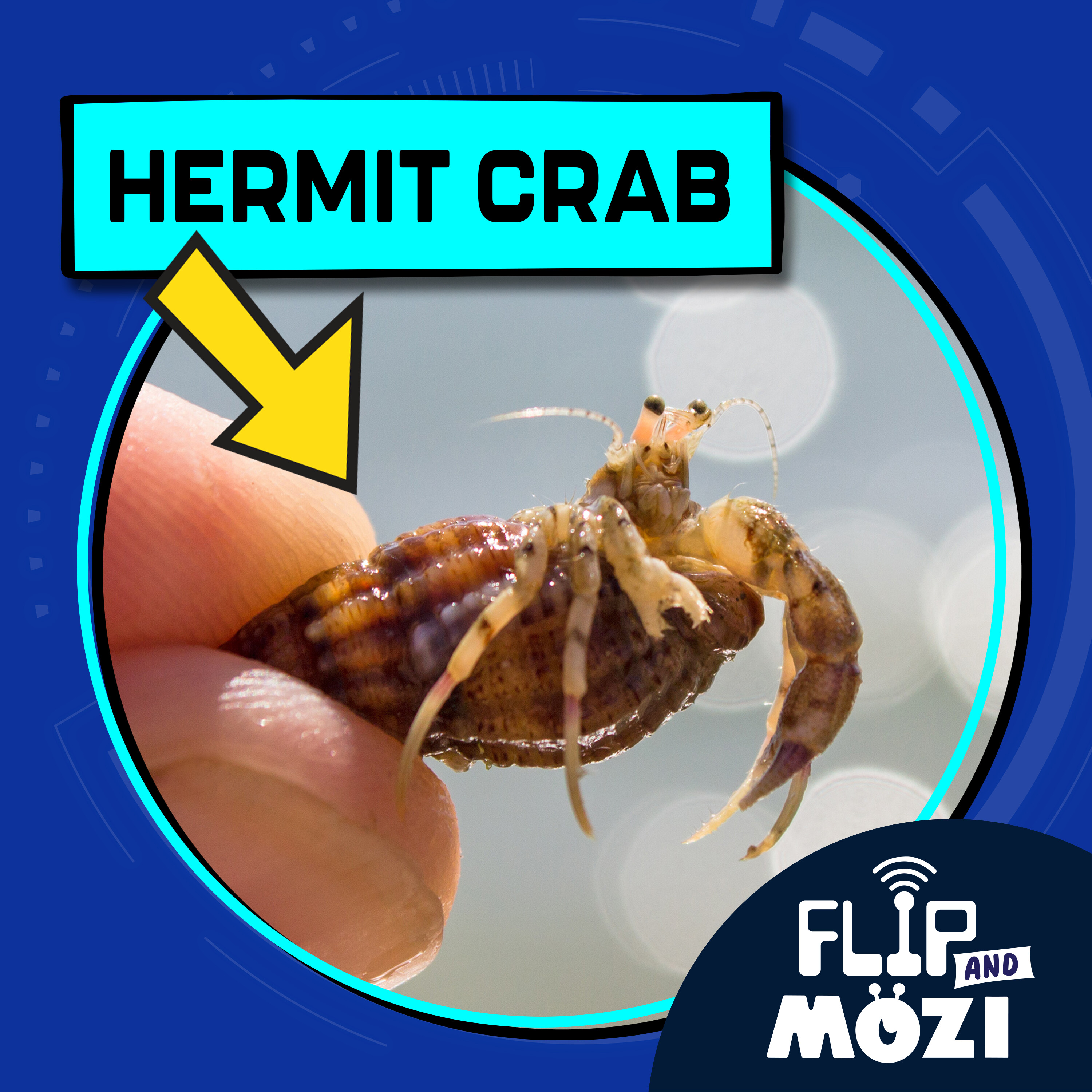 Hermit Crab episode artwork