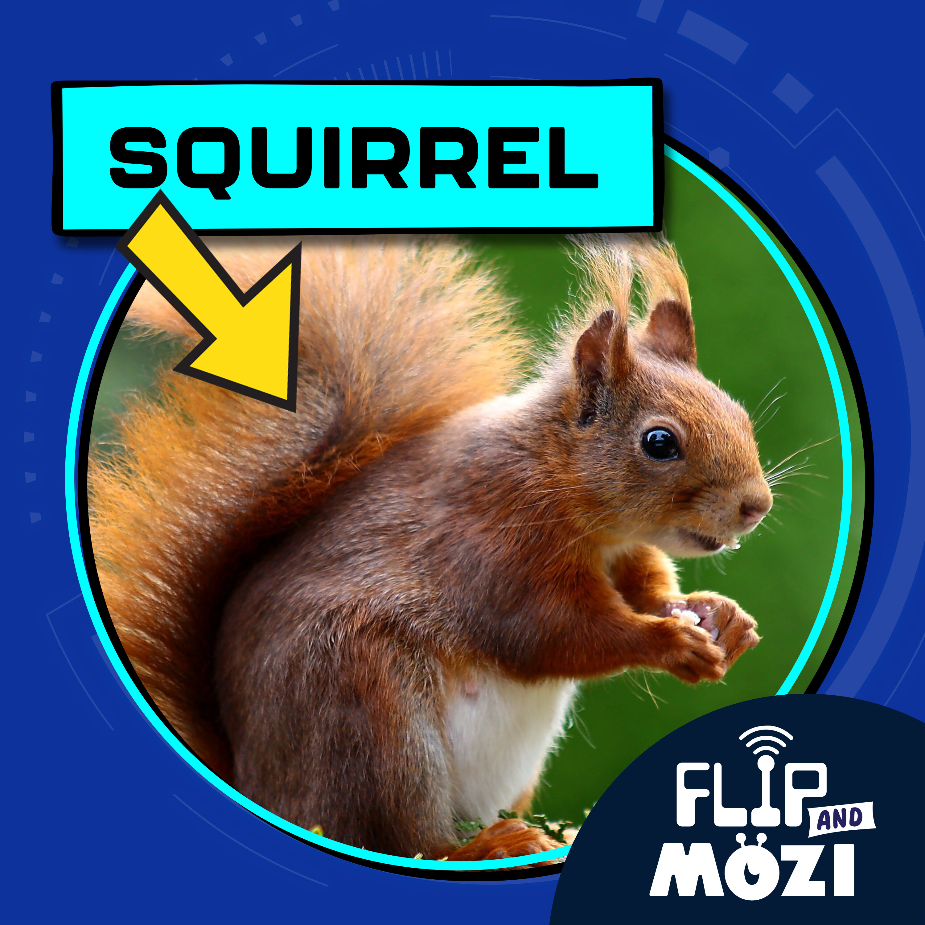 Squirrel episode artwork