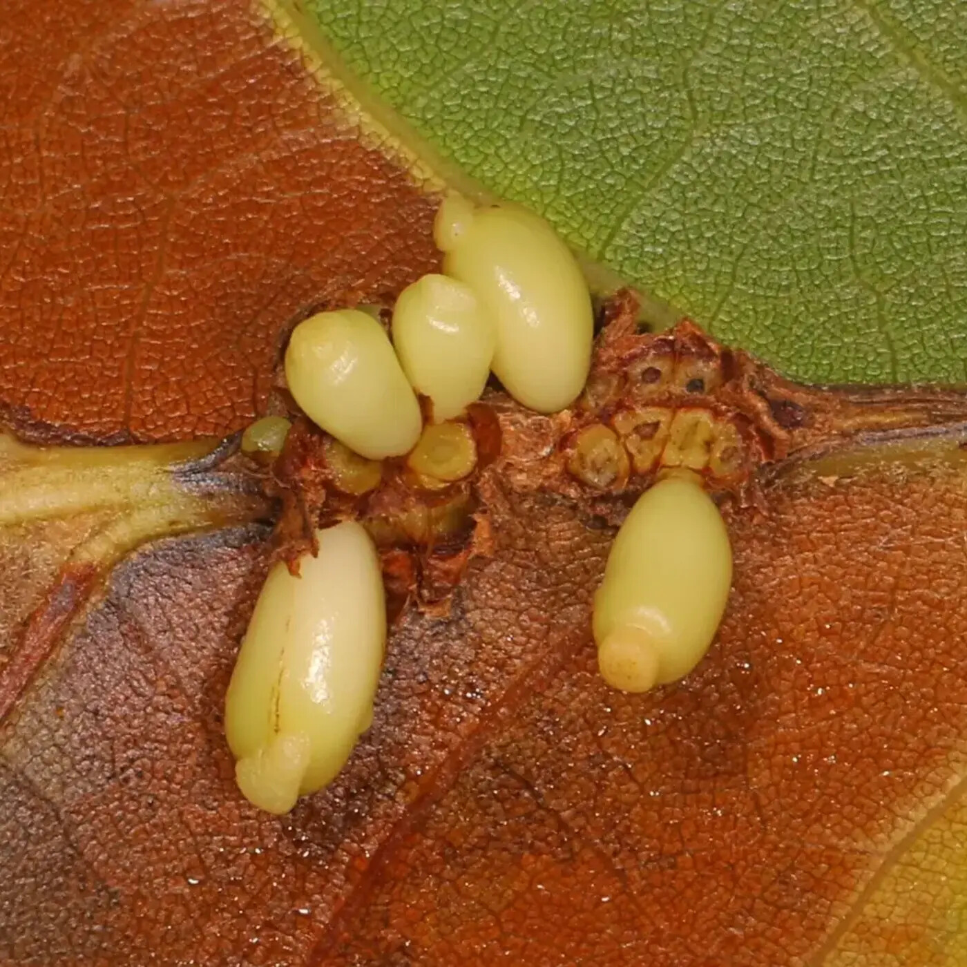 In Defense of Plants Podcast