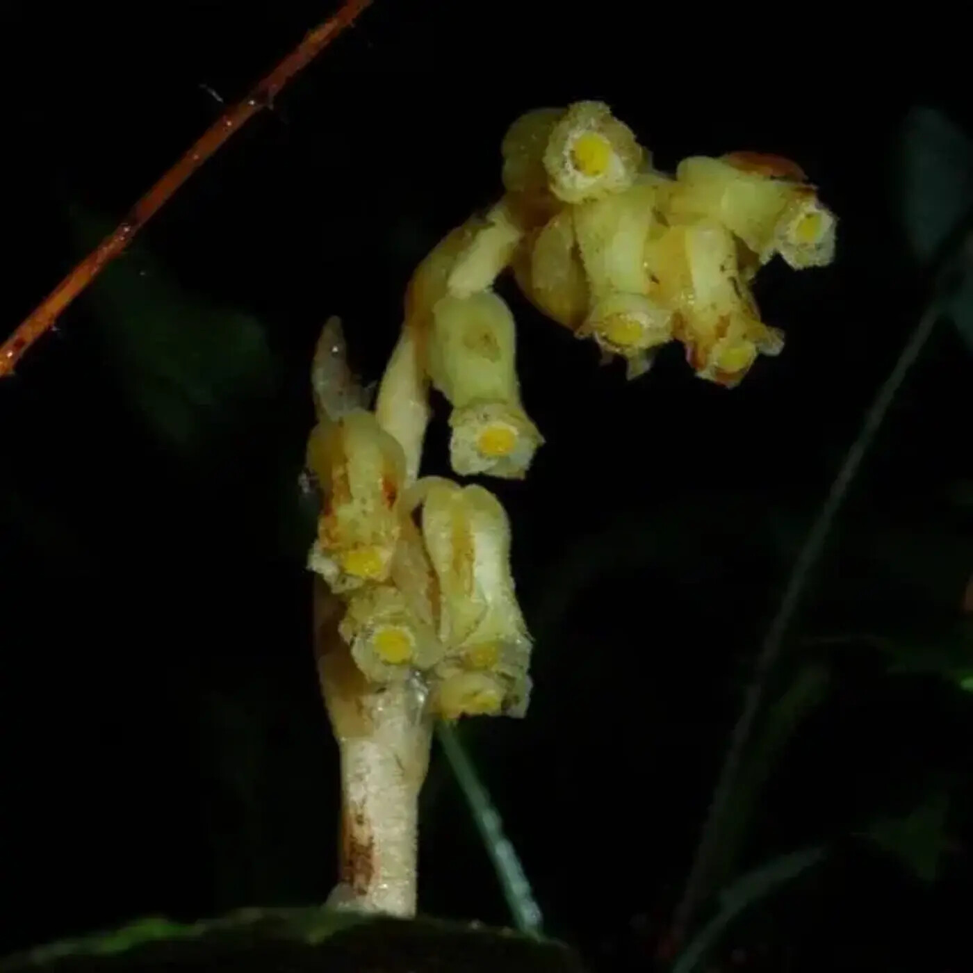 In Defense of Plants Podcast