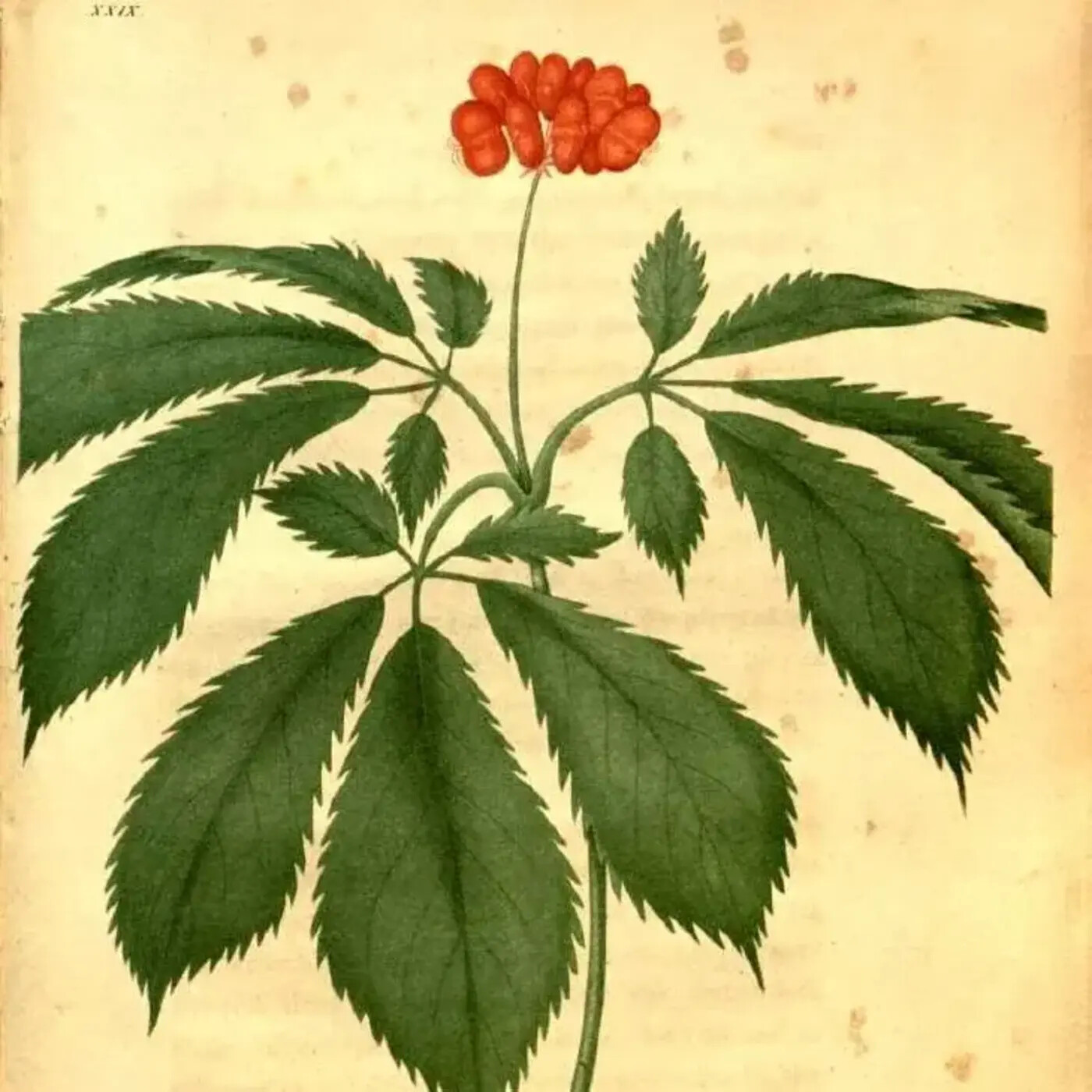 Ep. 352 - Shared Floras a World Apart