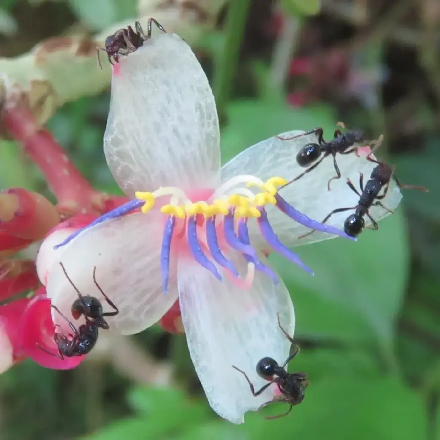 In Defense of Plants Podcast