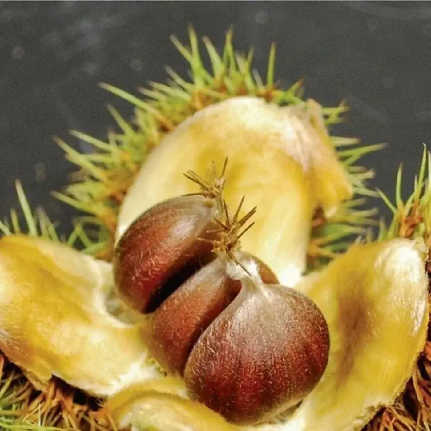 Ep. 272 - Restoring the American Chestnut