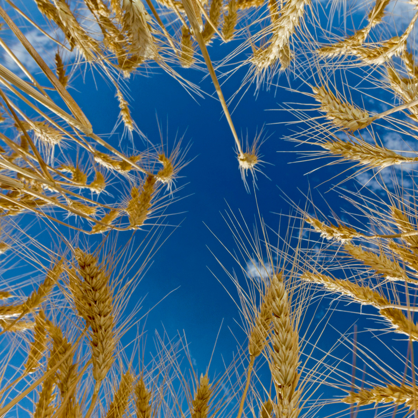 Episode 5: Against the Grain