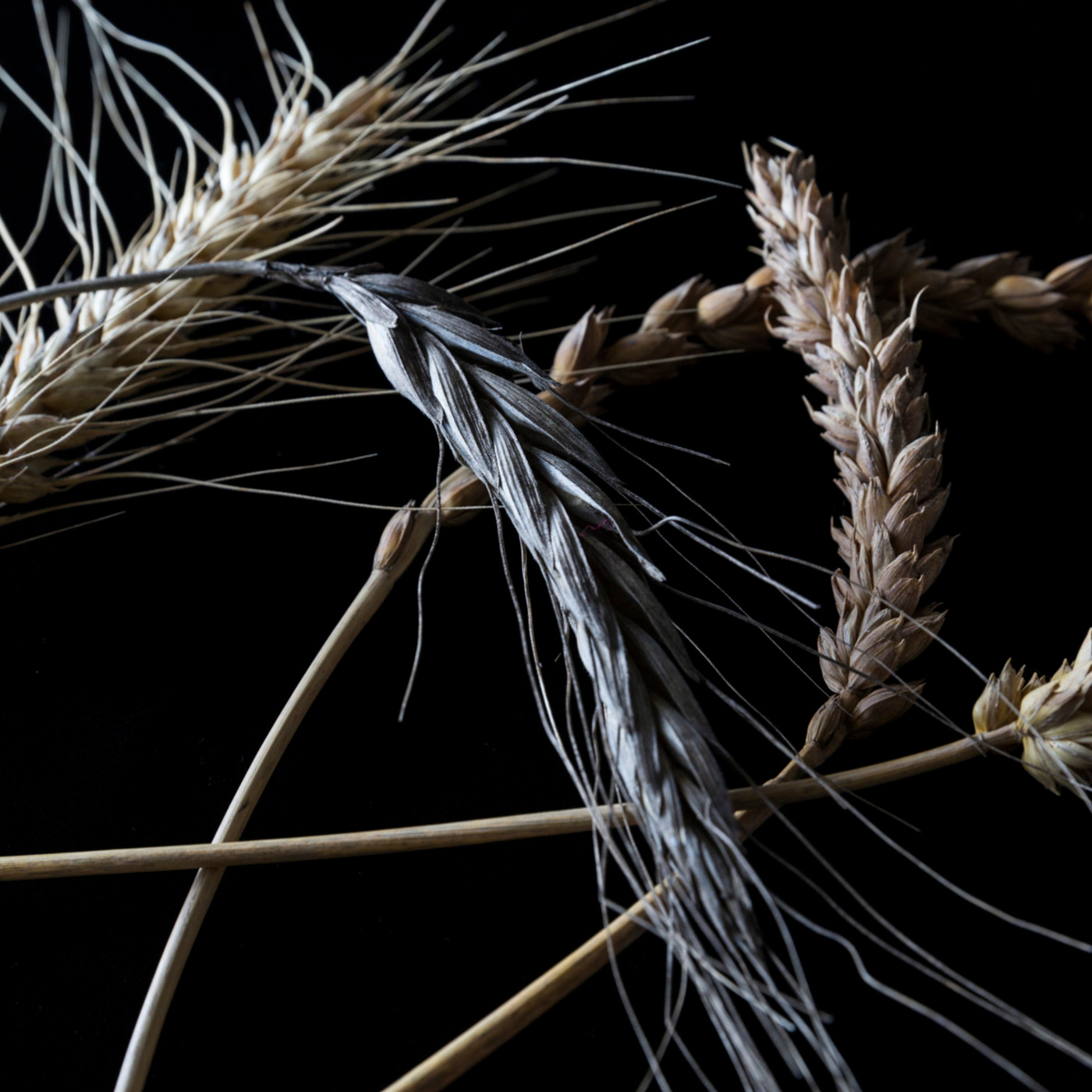 Episode 2: The Great Civilizations of Grain