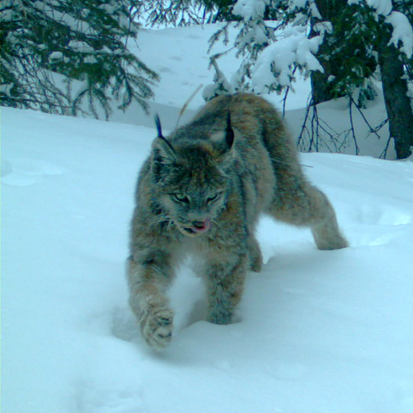 S1E4: 1.4 - Revisiting the lynx reintroduction in Colorado - Dec. 11, 2020