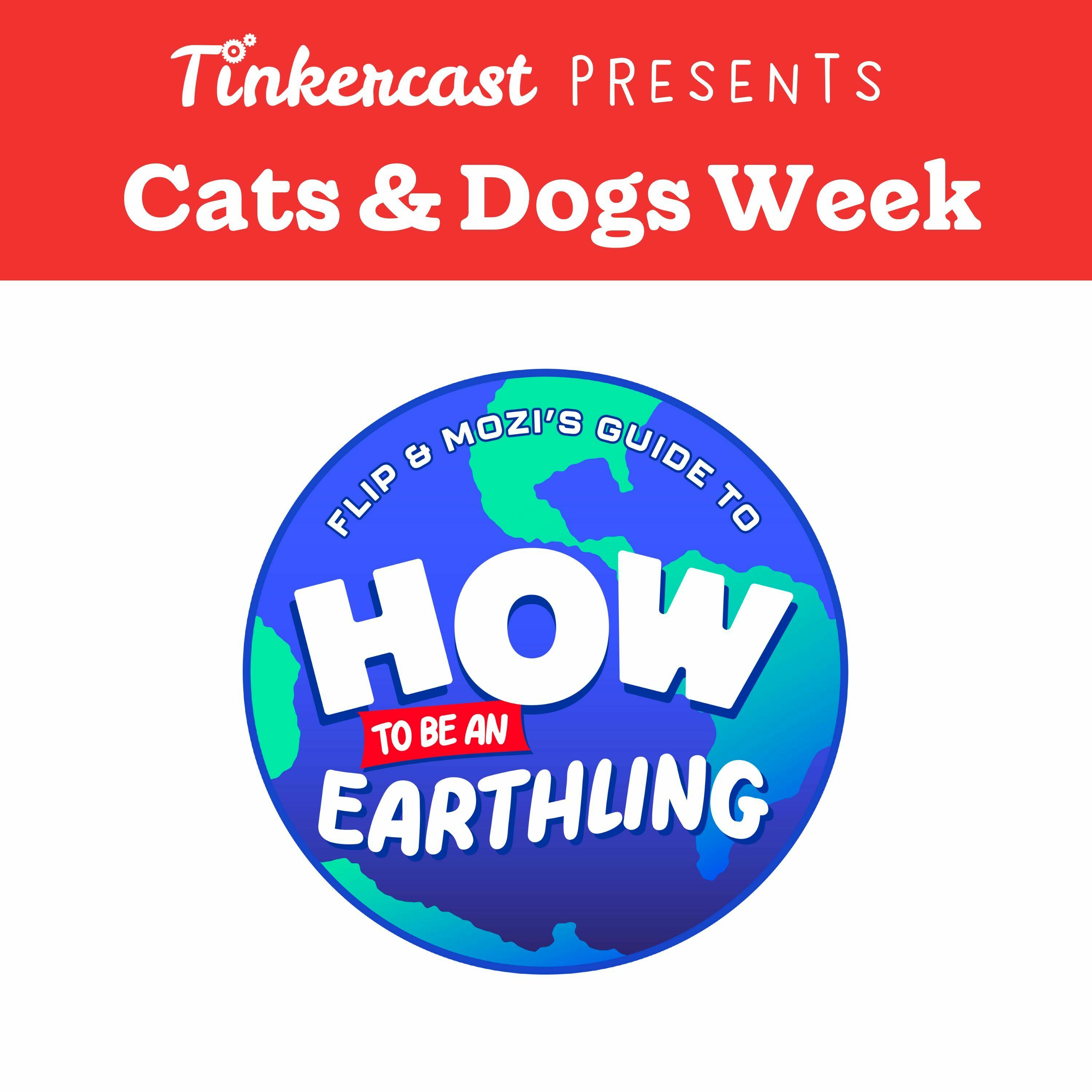 How To Be An Earthling – Travelpod: Cats vs. Dogs