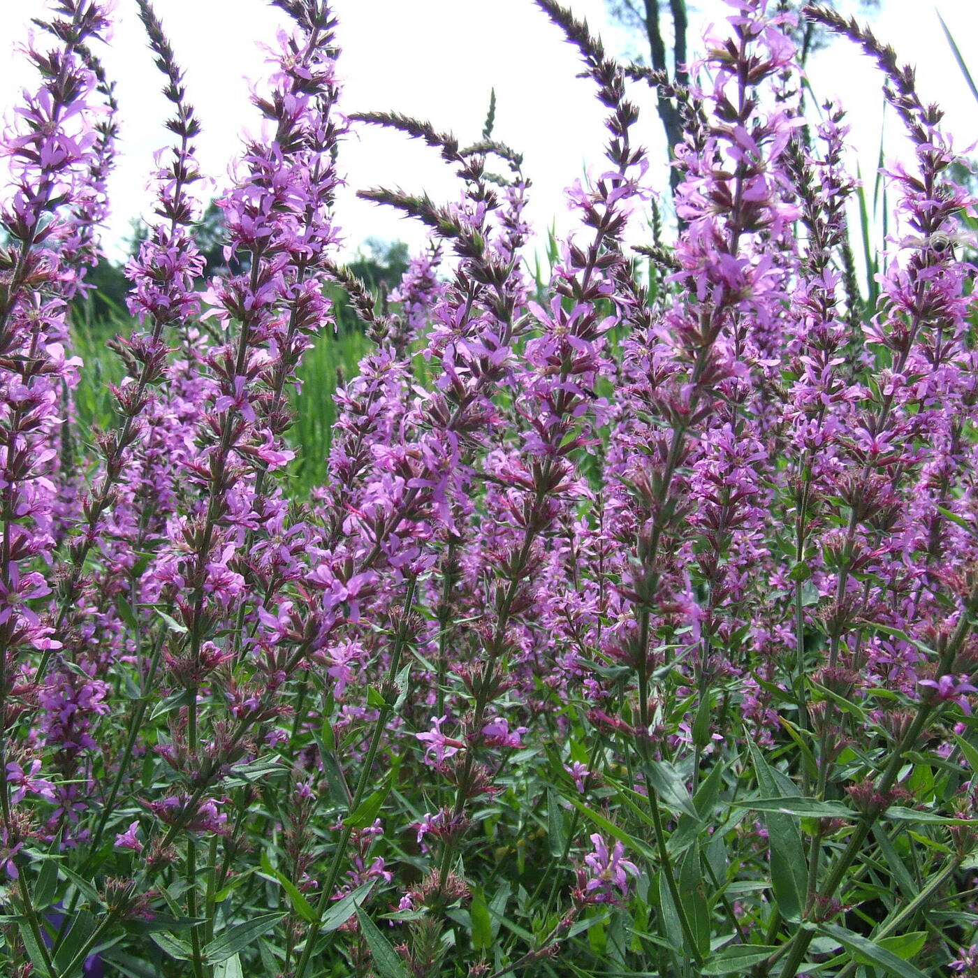 Ep. 572 - Novel Weapons & Plant Invasions