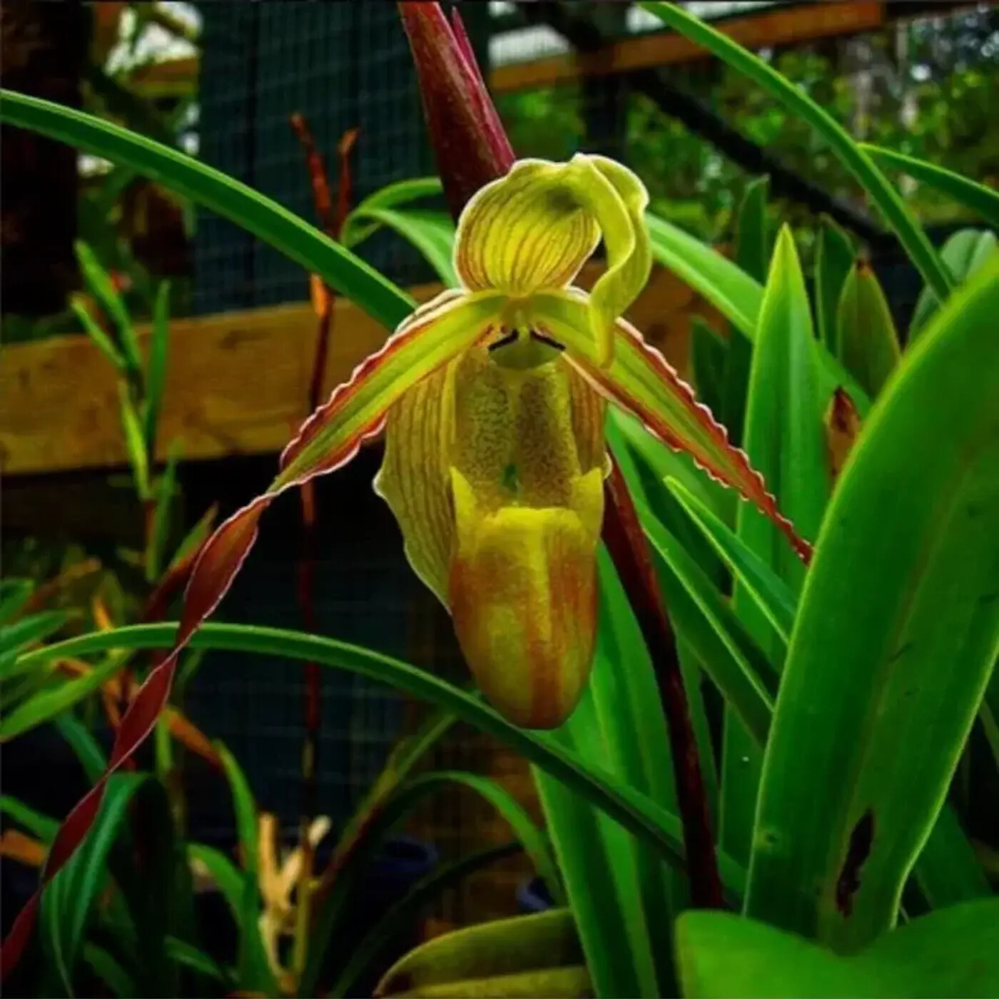 In Defense of Plants Podcast