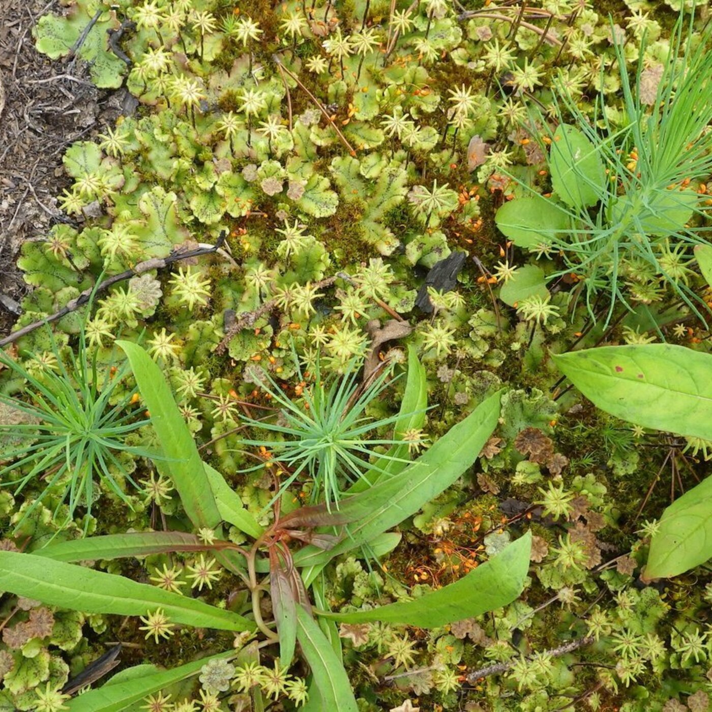 Ep. 430 - Seedlings in the Mycorrhizal Network