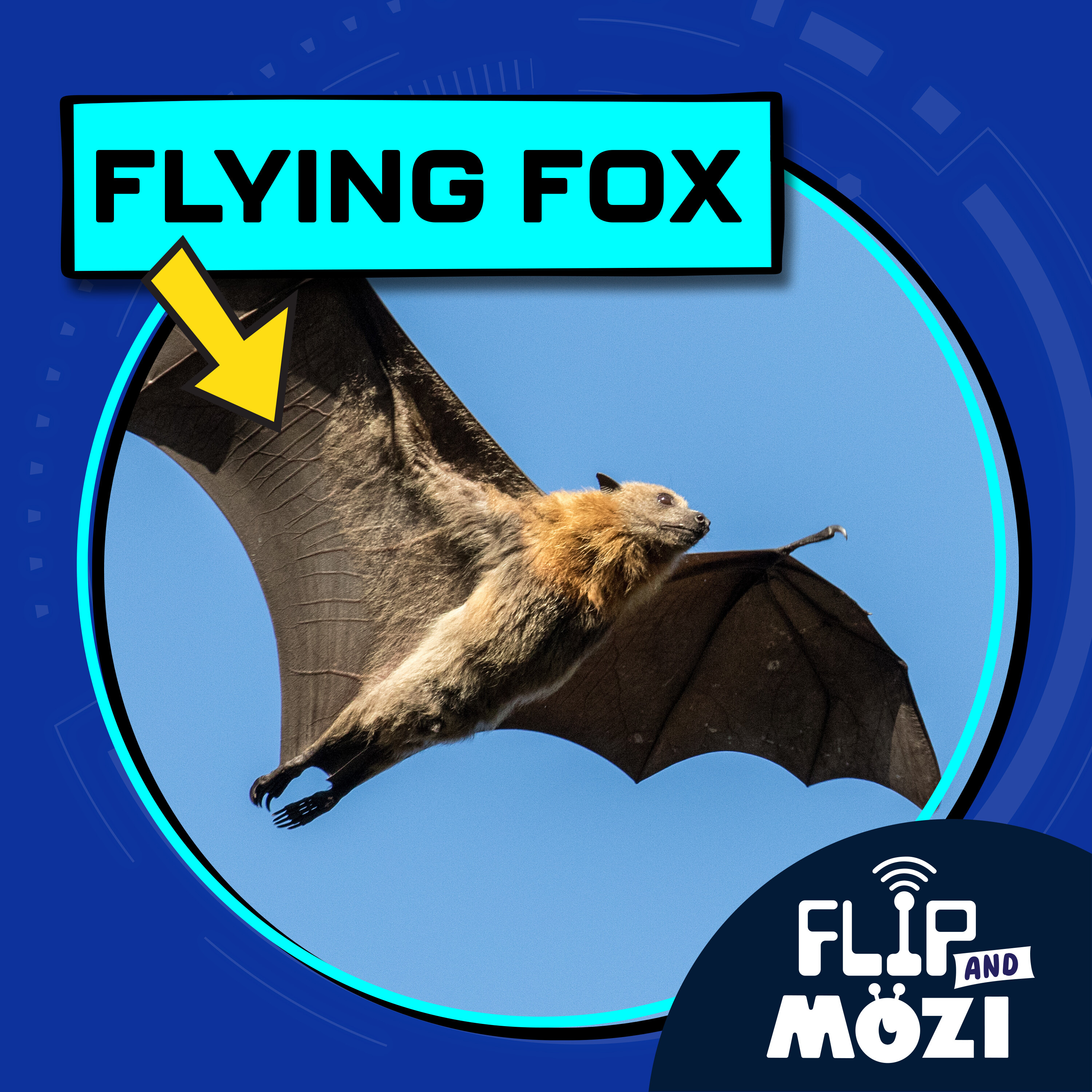 Flying Fox